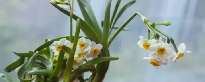 水仙花的花语和寓意