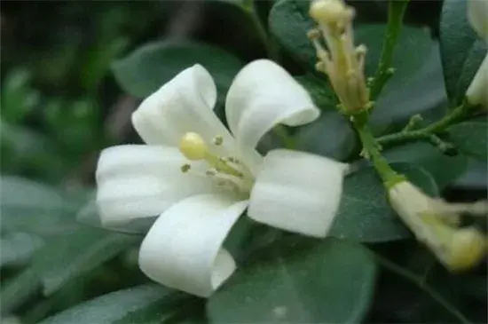 夜来香什么季节开花，夜来香花语传说