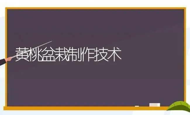 黄桃盆栽制作技术 | 果木种植