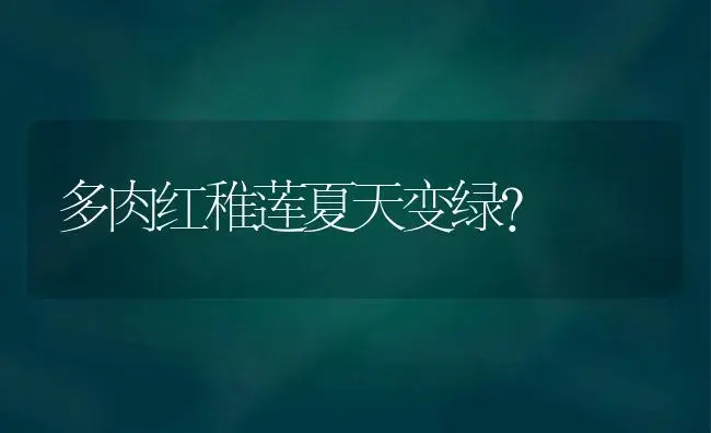 多肉红稚莲夏天变绿？ | 多肉养殖