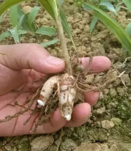 盆栽育苗 | 白芨瓶苗驯化的黄金时期