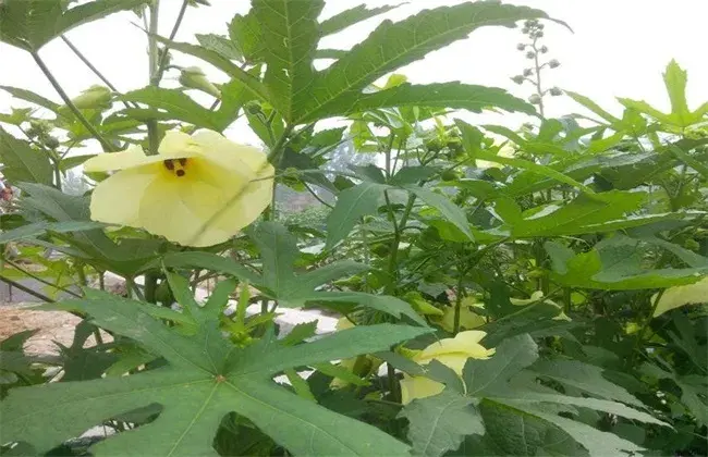 金花葵的种植技术