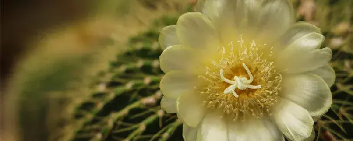 仙人球花花语 仙人球花的花语是什么