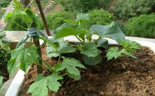 花卉果蔬盆景 | 香瓜阳台种植方法