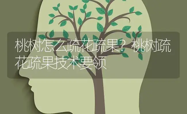 桃树怎么疏花疏果？桃树疏花疏果技术要领 | 果木种植