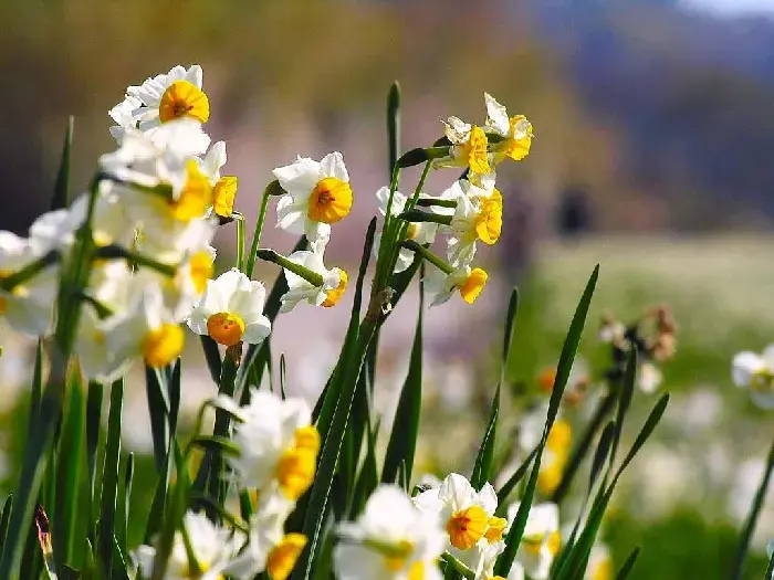 水仙花花语，寓意是什么？