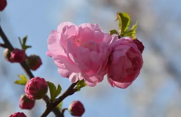 粉色梅花花语是什么，坚强高雅独立和忠贞