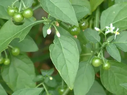 龙葵草的花语是什么？