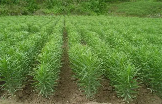 百合怎样繁育