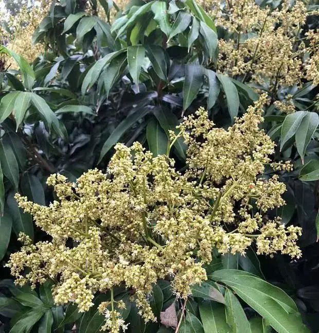 荔枝花芽分化需要什么条件？