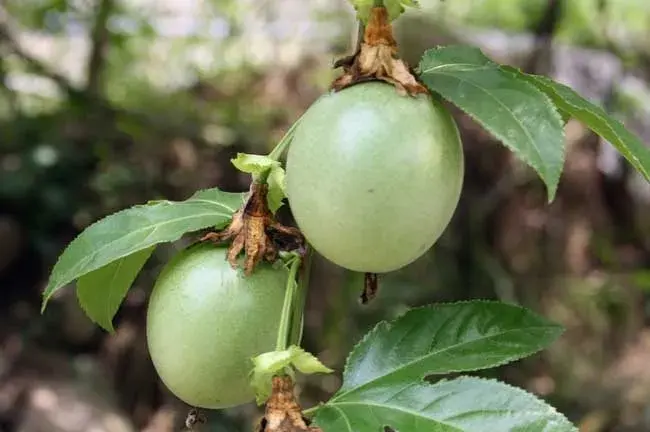 百香果栽培技术