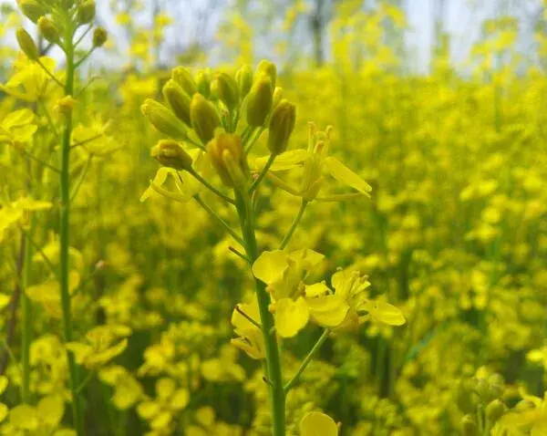 油菜花的花语是什么 油菜花代表什么意思(加油)