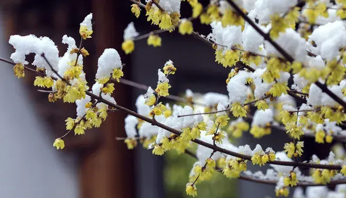 腊梅的花语 腊梅的花语和寓意