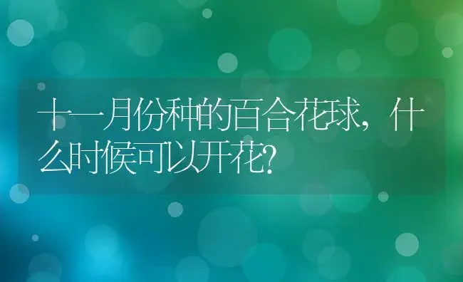 十一月份种的百合花球,什么时候可以开花？ | 绿植常识