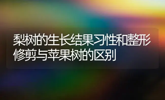 梨树的生长结果习性和整形修剪与苹果树的区别 | 果木种植