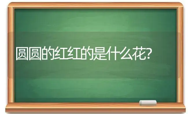 圆圆的红红的是什么花？ | 多肉养殖