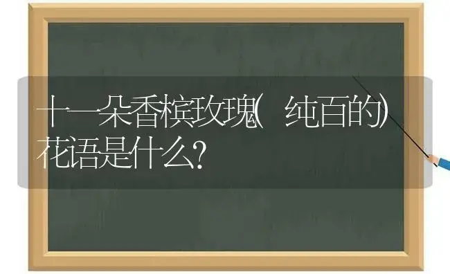 十一朵香槟玫瑰(纯百的)花语是什么？ | 绿植常识