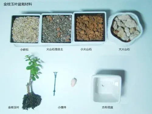 花卉果蔬盆景 | 金枝玉叶种植方法