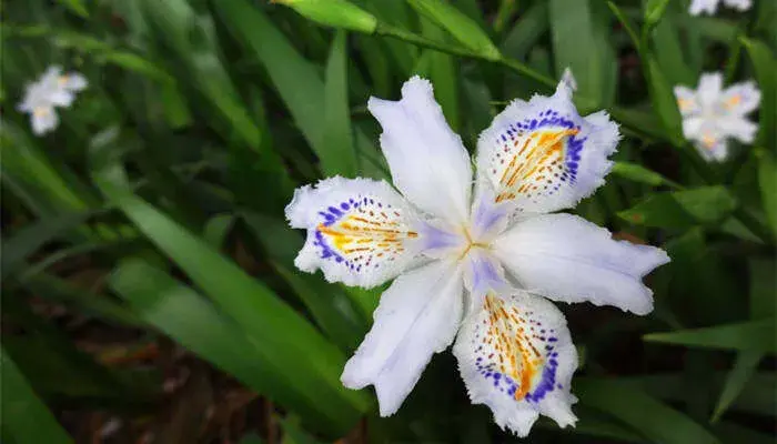 鸢尾花的花语和象征意义