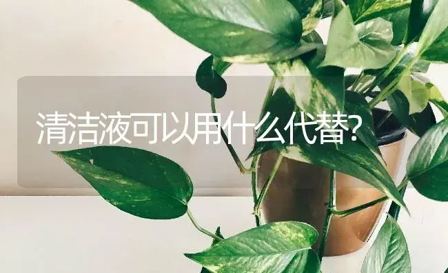 清洁液可以用什么代替？ | 绿植常识