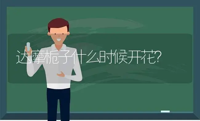 达摩栀子什么时候开花？ | 绿植常识