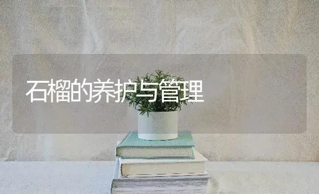 石榴的养护与管理 | 特种种植