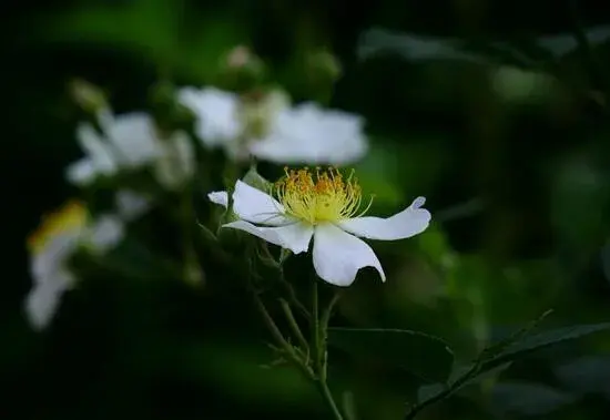 金樱子花语是什么，金樱子花语和传说/寓意你白云般芬芳