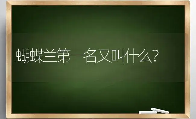 蝴蝶兰第一名又叫什么？ | 绿植常识