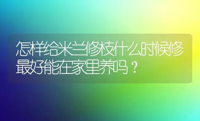 怎样给米兰修枝什么时候修最好能在家里养吗？ | 绿植常识