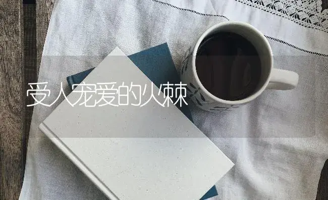 受人宠爱的火棘 | 特种种植