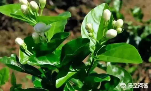 刚刚买的茉莉花，花骨朵非常多，请问该怎么样养呢？