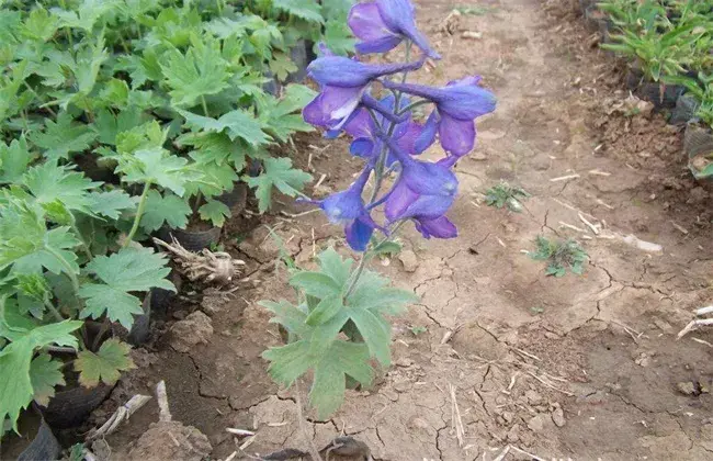 飞燕草栽培技术