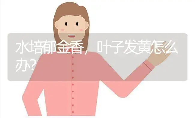 水培郁金香，叶子发黄怎么办？ | 绿植常识