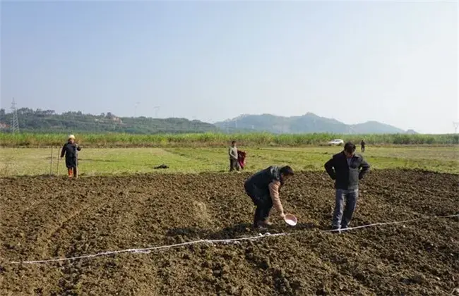 冬小麦栽培技术