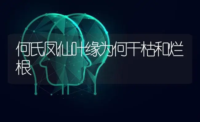 何氏凤仙叶缘为何干枯和烂根 | 特种种植