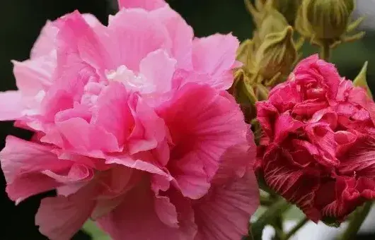 芙蓉花什么时候种植存活率高