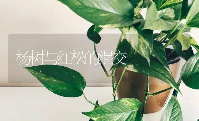 杨树与红松的混交 | 特种种植