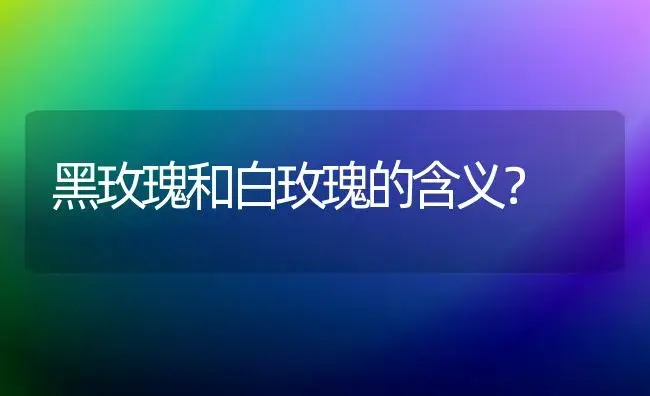 黑玫瑰和白玫瑰的含义？ | 绿植常识