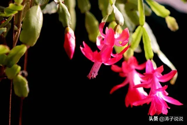 蟹爪兰是喜阴植物,还是喜阳植物？