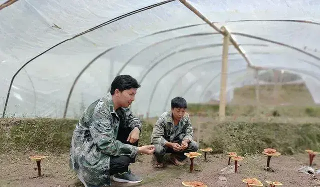 云南景东县锦屏镇：注重技术培训和科学管理 大力发展灵芝种植产业