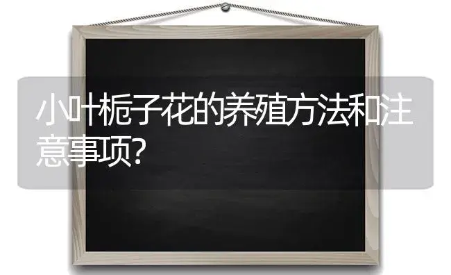 小叶栀子花的养殖方法和注意事项？ | 绿植常识