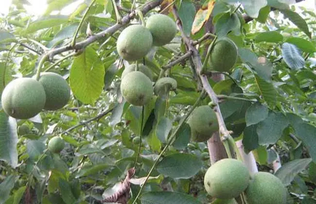 碧根果树苗价格及栽培办法