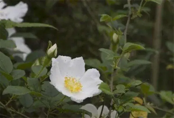 荆棘花是什么植物 荆棘花的花语是什么