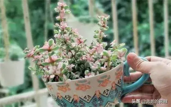 雅舞之乐掉叶干枯是怎么回事？