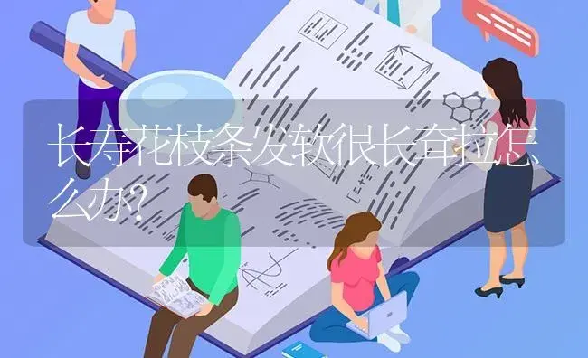 长寿花枝条发软很长耷拉怎么办？ | 多肉养殖