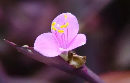 紫鸭跖草什么时候开花，紫鸭跖草花期花色/6月开花花语美