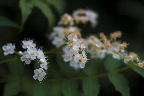 珍珠梅花语