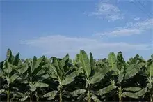 神奇！荒岛上种出香蕉示范基地