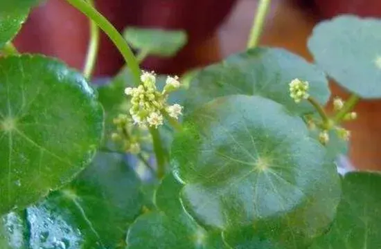 铜钱草会开花吗，铜钱草的花语是什么