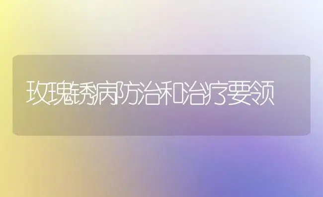 玫瑰锈病防治和治疗要领 | 家庭养花